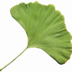 40. Ginkgo biloba {gingko biloba}(freeimages.com)