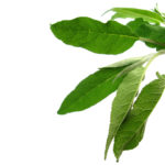 63. Salvia officinalis (freeimages.com)