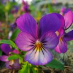 75. Viola tricolor {wild-pansy} -Pixabay